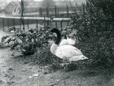 Ein Paar Schwarzhalsschwäne nistet im Londoner Zoo, April 1923 von Frederick William Bond